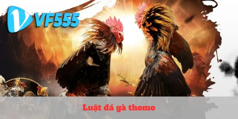 Luật đá gà thomo