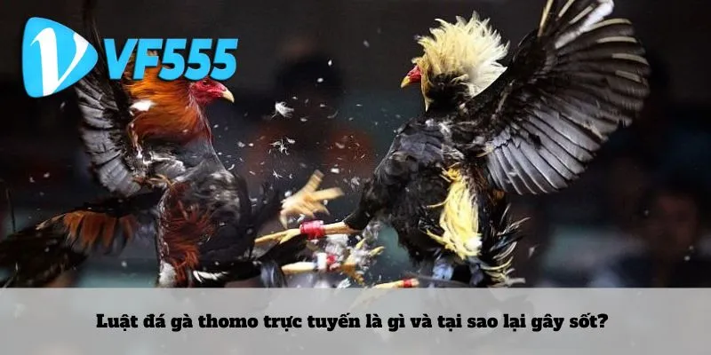 Luật đá gà thomo trực tuyến là gì và tại sao lại gây sốt?